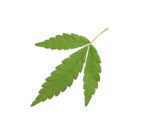 Lush green hemp leaf isolated on white