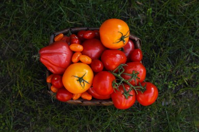Basket with fresh tomatoes on green grass outdoors, top view