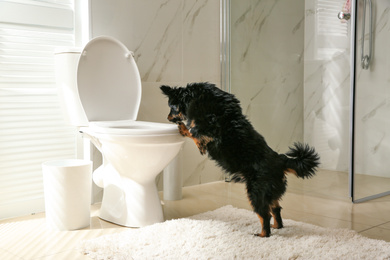 Cute dog looking into toilet bowl in modern bathroom