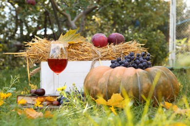 Glass of wine, book, pumpkin and grapes on green grass in park. Autumn picnic