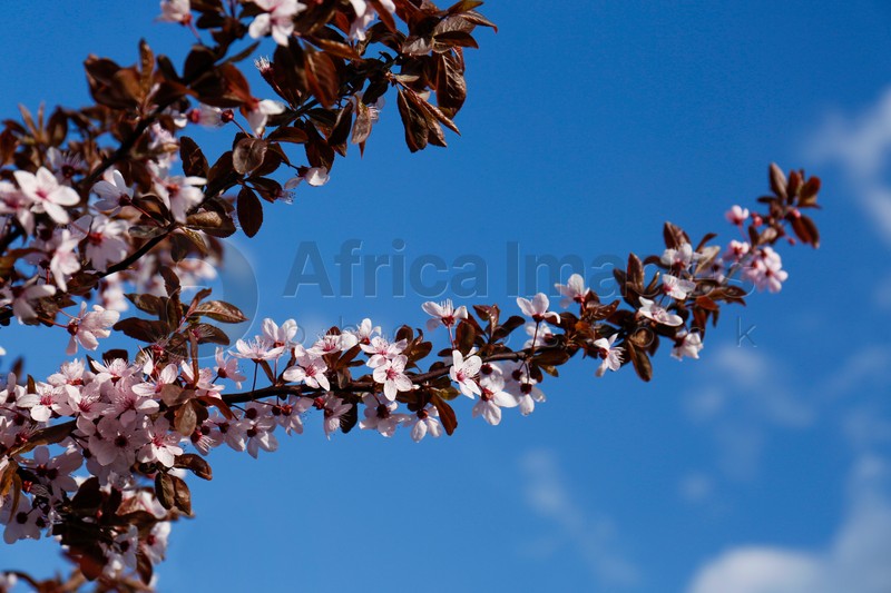 Branches of cherry tree with beautiful pink blossoms against blue sky, bottom view. Spring season