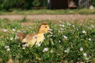 Cute fluffy duckling outdoors on sunny day