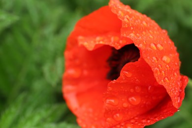 Beautiful poppy flower with dew drops outdoors, closeup. Space for text