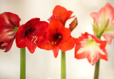 Photo of Beautiful red amaryllis flowers on light background, closeup