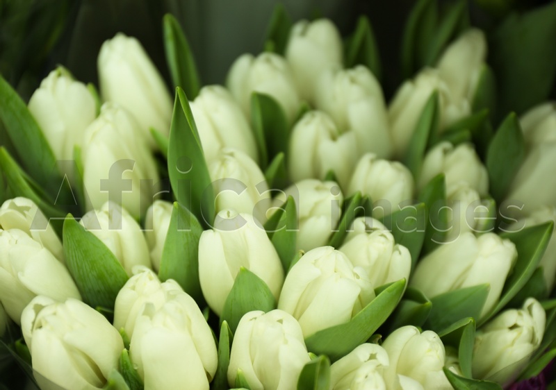 Fresh bouquet of beautiful tulip flowers, closeup