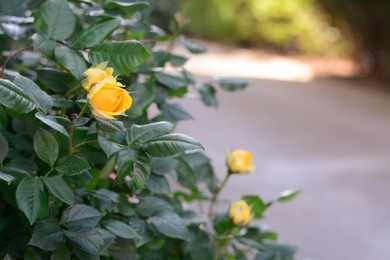 Photo of Beautiful blooming rose bush outdoors, closeup. Space for text