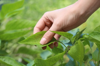 Woman touching leaves on plant in garden, closeup