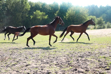 Bay horses in paddock on sunny day. Beautiful pet