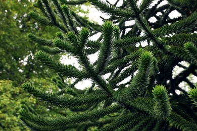 Beautiful branches of coniferous tree outdoors, closeup