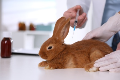 Photo of Professional veterinarians vaccinating bunny in clinic, closeup