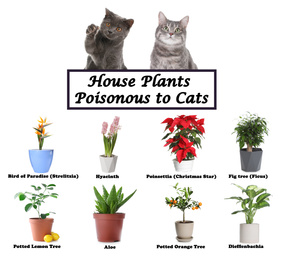 Set of house plants poisonous to cats and kittens on white background