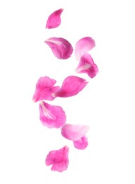 Beautiful tender petals flying on white background