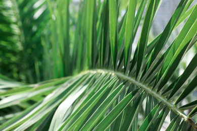 Photo of Closeup view of beautiful green tropical leaf outdoors
