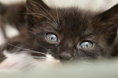 Cute fluffy baby kitten on blurred background, closeup