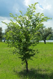 Beautiful young tree with lush green foliage outdoors on sunny day