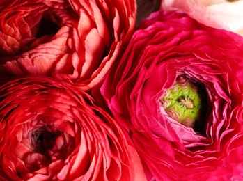Beautiful fresh ranunculus flowers as background, closeup view