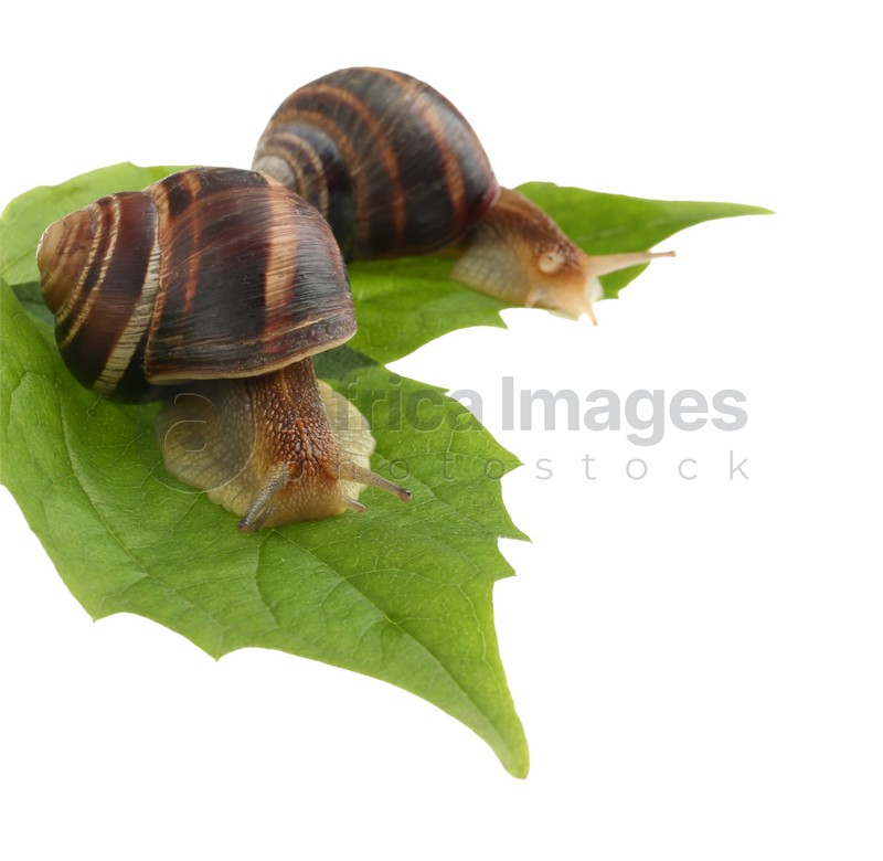 Common garden snails crawling on green leaves against white background