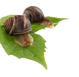 Photo of Common garden snails crawling on green leaves against white background