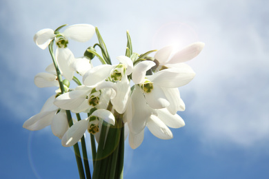 Bouquet of beautiful snowdrops against sky, closeup. Spring flowers