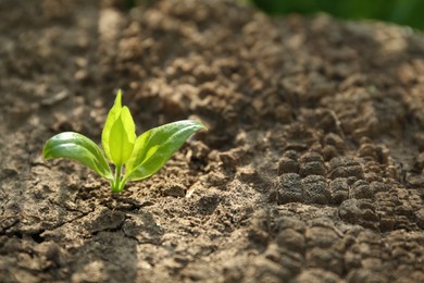 Photo of Young green seedling growing in dry soil on spring day, closeup. Hope concept