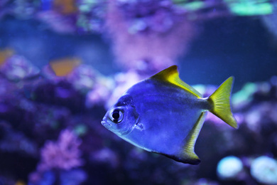 Beautiful silver moony fish in clear aquarium