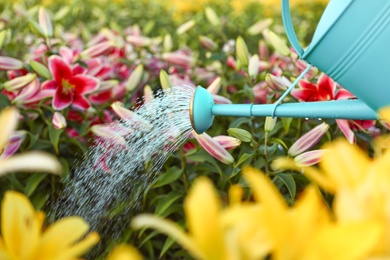 Watering beautiful lilies with can at field, closeup. Flower gardening