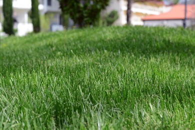 Green lawn with fresh grass outdoors on sunny day