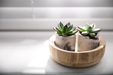 Beautiful potted succulents on white window sill. Space for text