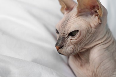 Adorable Sphynx cat on bed at home, closeup with space for text. Lovely pet