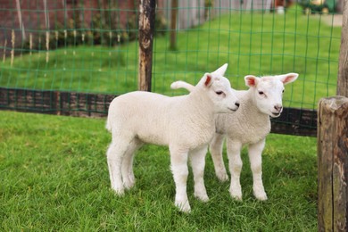 Photo of Cute white lambs near fence in farmyard