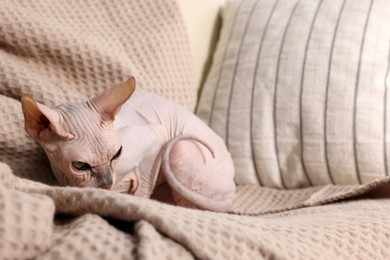 Beautiful Sphynx cat relaxing on sofa at home, space for text. Lovely pet