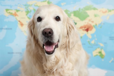 Cute golden retriever sitting near world map. Travelling with pet