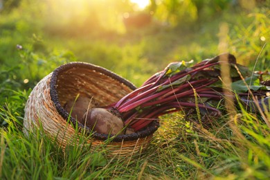 Photo of Fresh ripe beets in wicker basket on ground at farm
