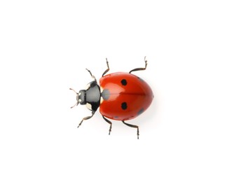 Beautiful red ladybug isolated on white, top view