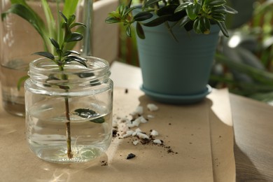 Photo of Exotic house plant in water on wooden table, closeup. Space for text