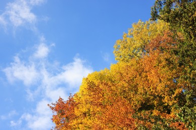 Beautiful trees with bright autumn leaves under blue sky outdoors