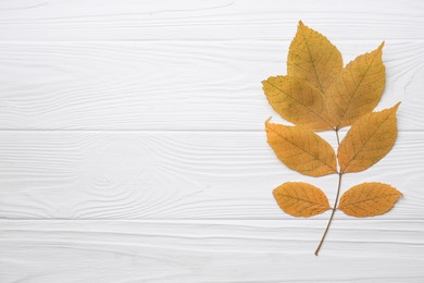 Photo of Small branch with autumn leaves on white wooden table, top view. Space for text