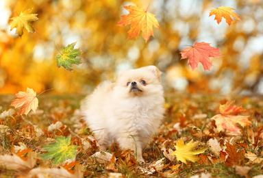 Cute fluffy dog under falling leaves in park on autumn day