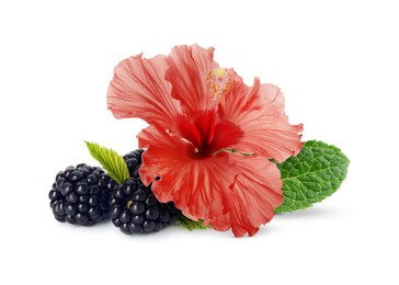 Beautiful hibiscus flower, fresh tasty blackberries and mint on white background