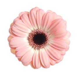 Beautiful pink gerbera flower isolated on white