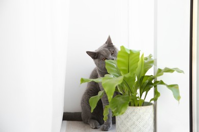 Cute cat near houseplant on window sill at home