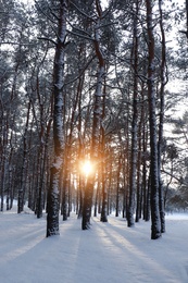Photo of Picturesque view of beautiful snowy forest in winter morning