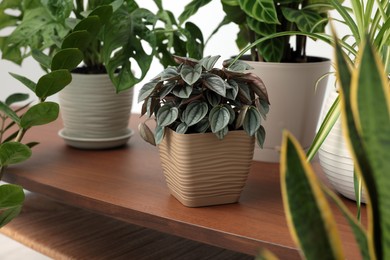 Different beautiful house plants on wooden table, closeup