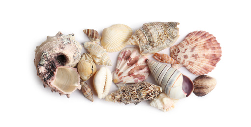 Beautiful exotic sea shells isolated on white, top view
