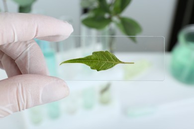 Photo of Scientist holding glass slide with leaf in laboratory, closeup