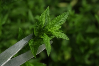 Cutting fresh green mint with scissors outdoors, closeup