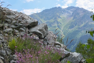 Picturesque view of wild flowers growing in mountains