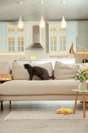 Modern living room interior. Adorable grey British Shorthair cat on couch