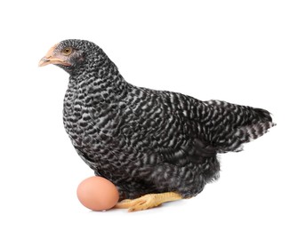 Chicken with egg on white background. Domestic animal