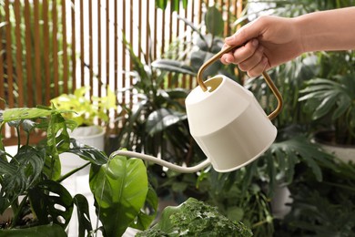 Woman watering beautiful house plant from can, closeup